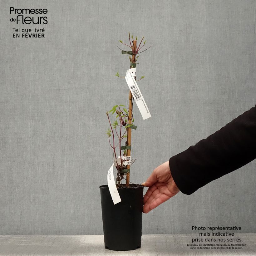 Clematis Tage Lundell 2L/3L pot sample as delivered in winter