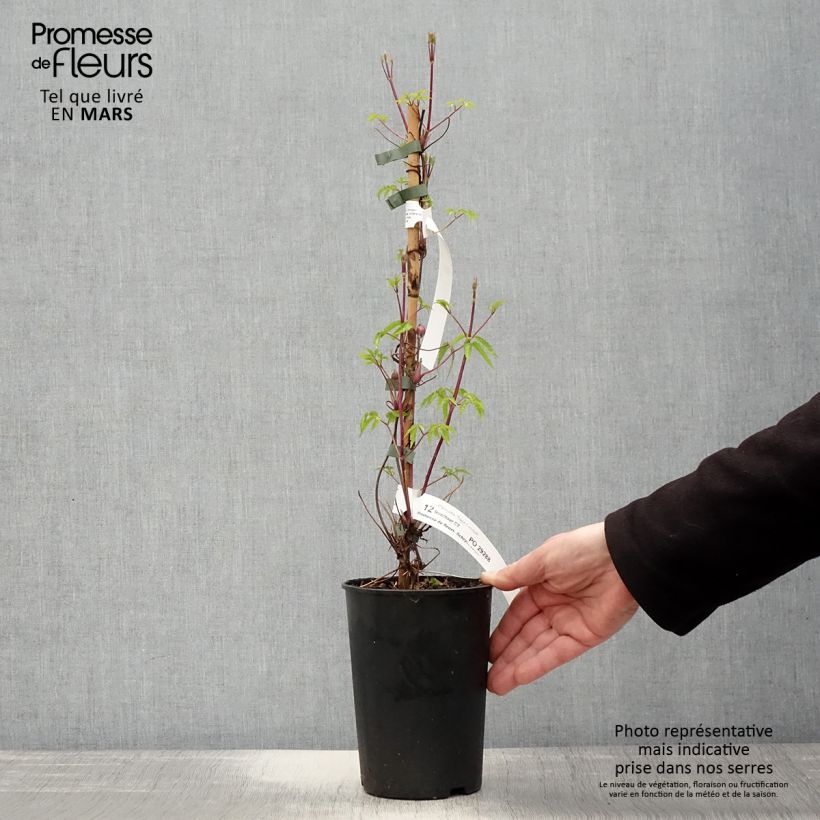 Clematis Tage Lundell 2L/3L pot sample as delivered in spring