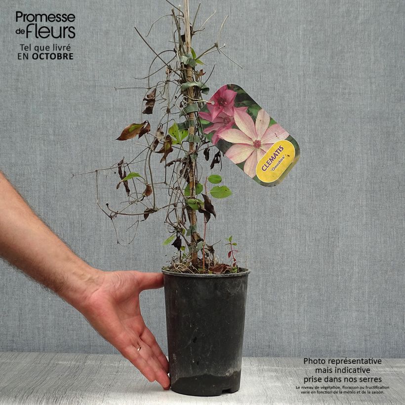 Clematis patens Omoshiro 2L/3L pot sample as delivered in autumn