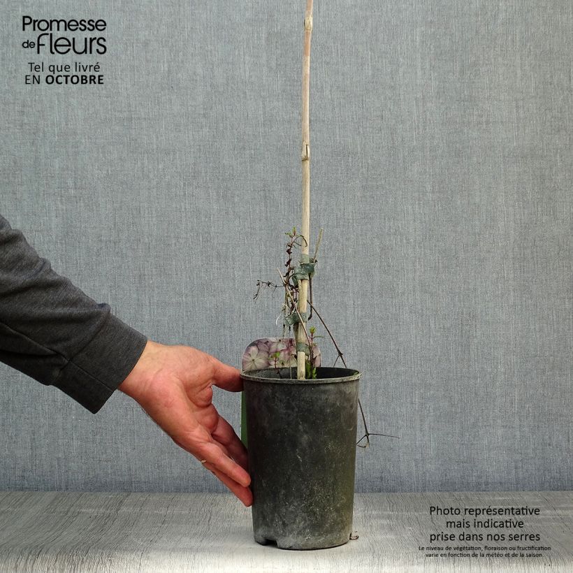 Clematis x viticella Pernille  2L/3L pot sample as delivered in autumn