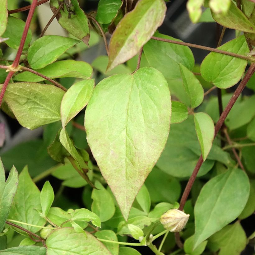 Clematis x viticella Pernille (Foliage)