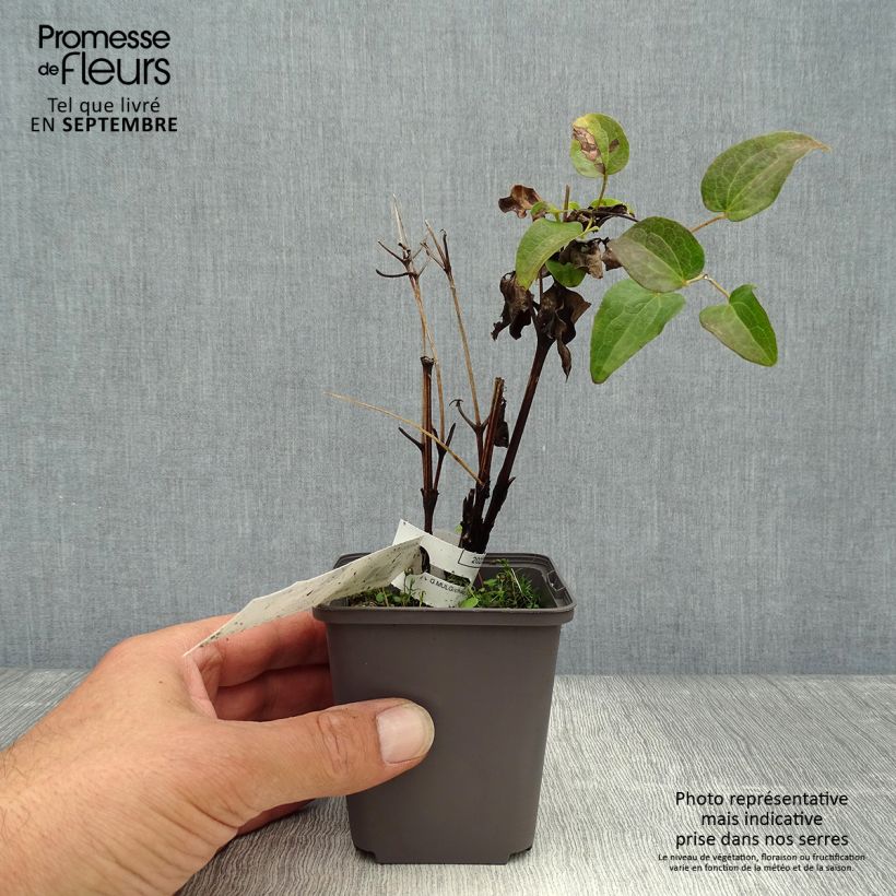Clematis patens Piilu 8/9 cm pot sample as delivered in autumn