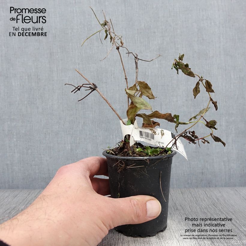 Clematis patens Proteus 8/9 cm pot sample as delivered in autumn