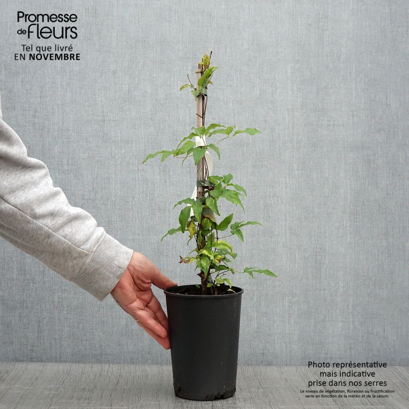 Clematis patens Proteus 2L/3L pot sample as delivered in autumn