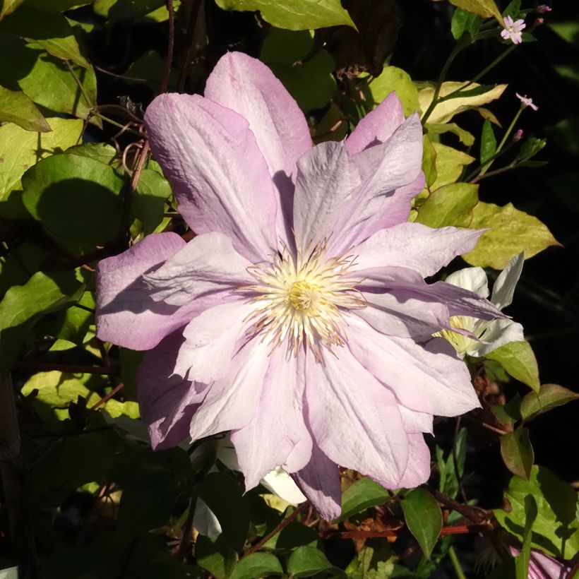Clematis patens Proteus (Flowering)