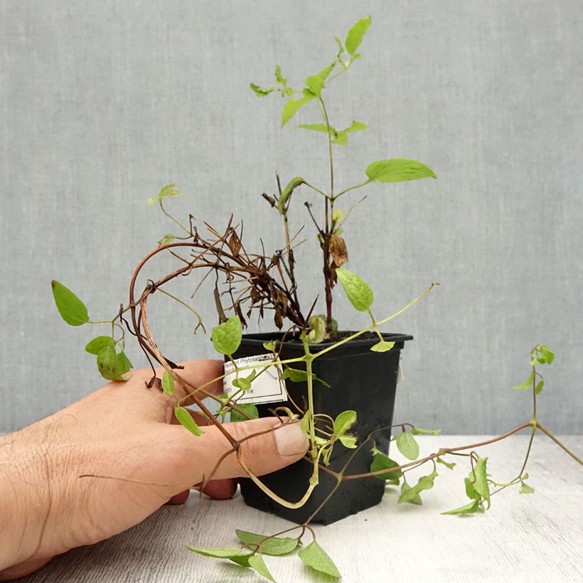 Clematis Rasputin 8/9 cm pot sample as delivered in spring