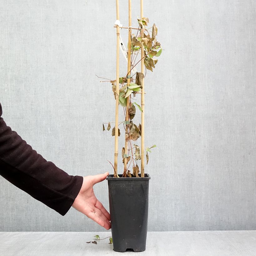 Clematis patens 'Rebecca' 2L/3L pot sample as delivered in autumn