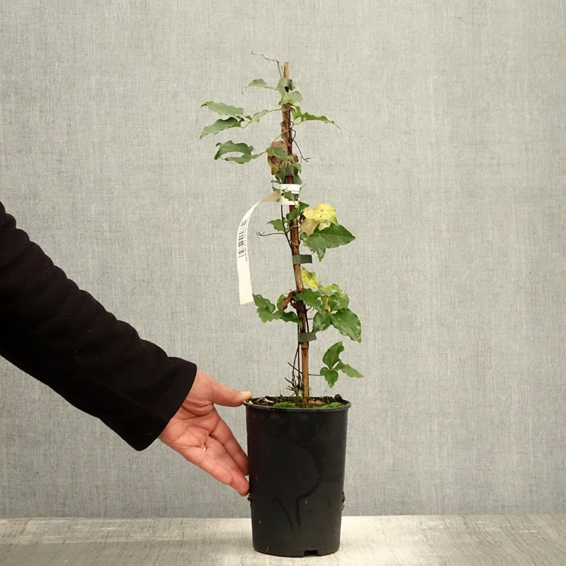 Clematis Red Passion 2L/3L pot sample as delivered in autumn