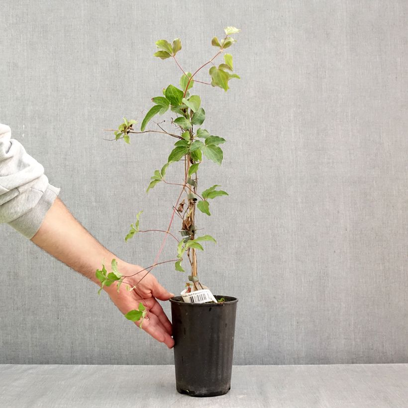 Clematis Red Passion 2L/3L pot sample as delivered in autumn