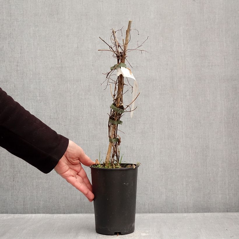 Clematis Red Passion 2L/3L pot sample as delivered in winter