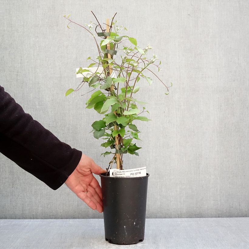 Clematis Red Passion 2L/3L pot sample as delivered in spring