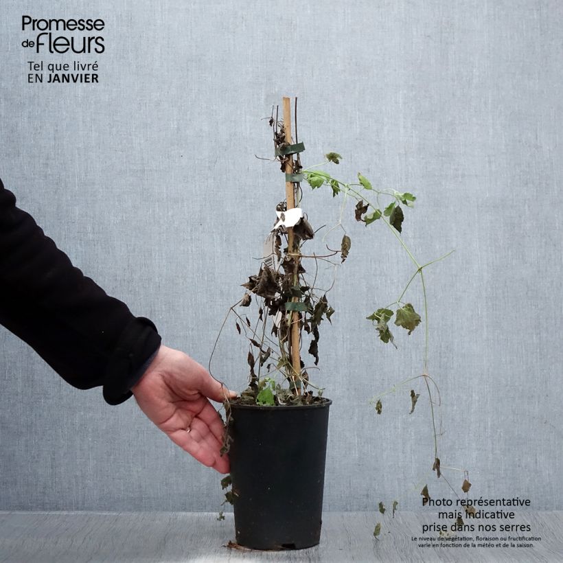 Clematis rehderiana  2L/3L pot sample as delivered in winter