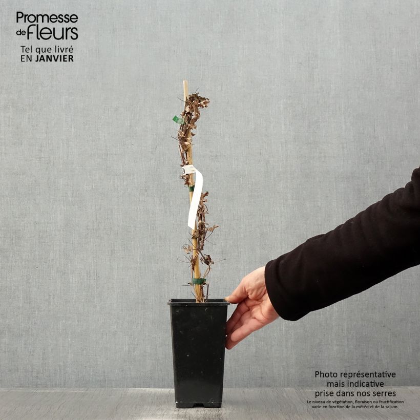 Example of Clematis Rosamunde 1.5L/2L pot as you get in hiver