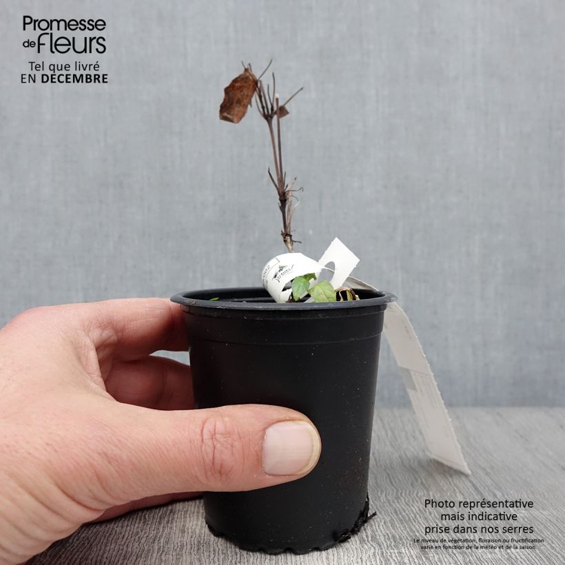 Clematis jackmanii Rouge Cardinal 8/9 cm pot sample as delivered in autumn