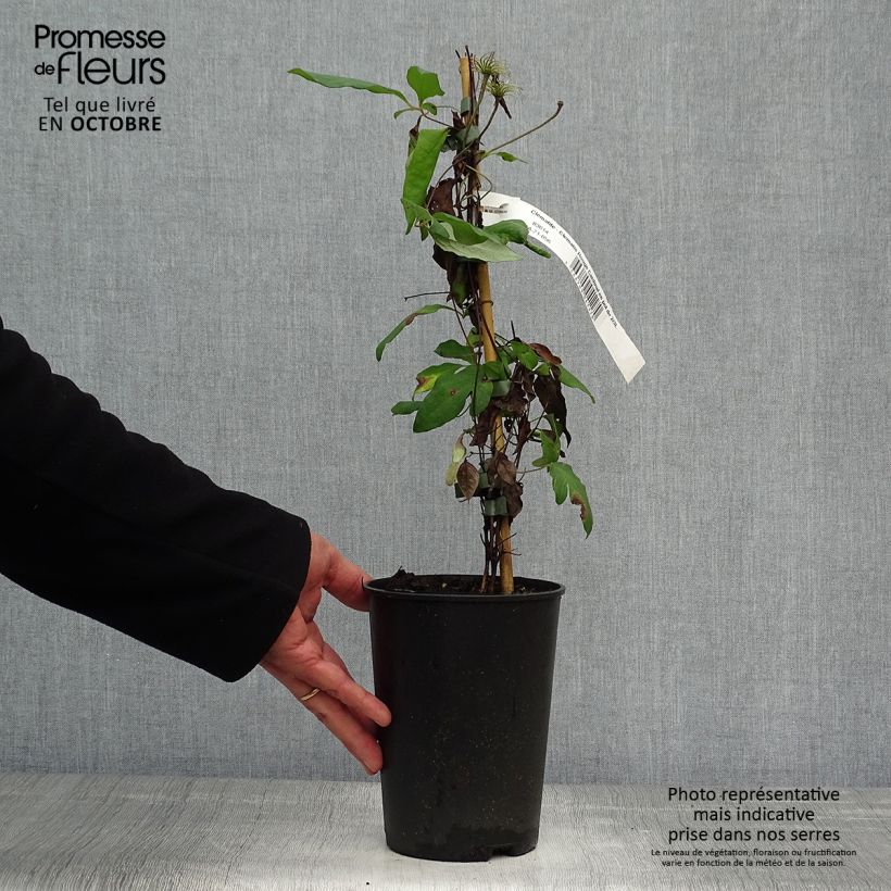 Clematis jackmanii Rouge Cardinal 2L/3L pot sample as delivered in autumn