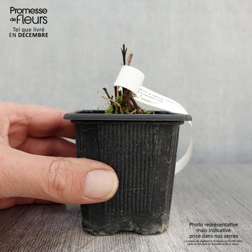 Clematis x integrifolia Saphyra Estrella 8/9 cm pot sample as delivered in autumn