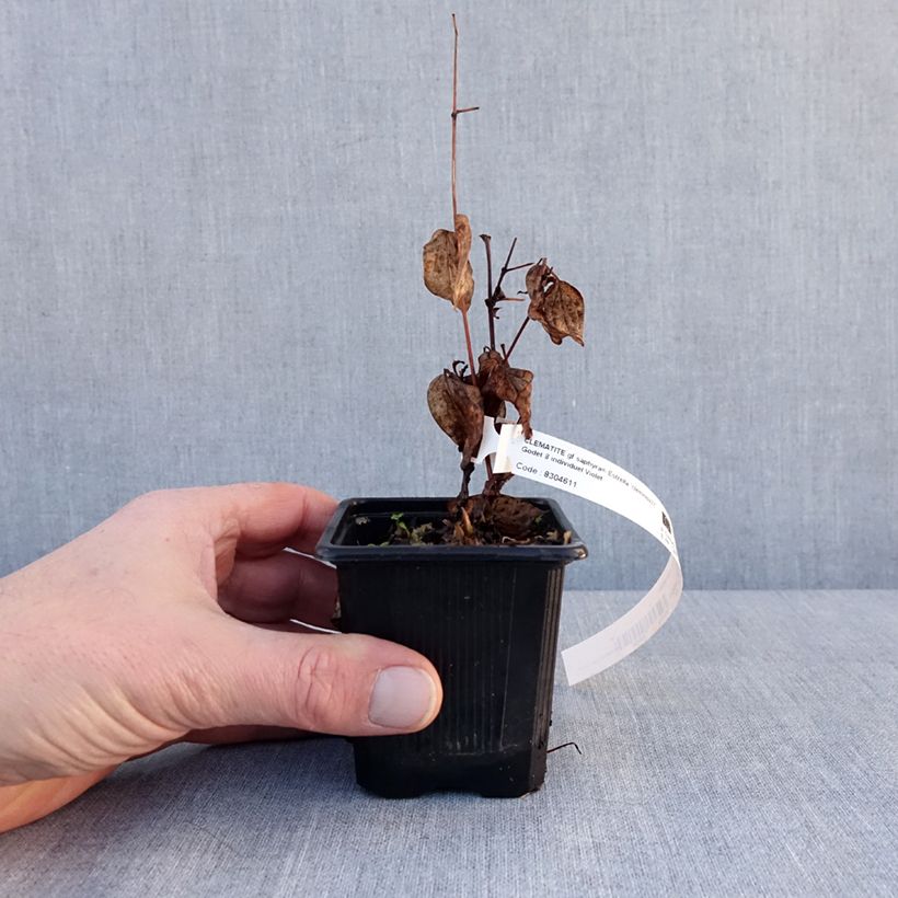 Clematis x integrifolia Saphyra Estrella 8/9 cm pot sample as delivered in winter