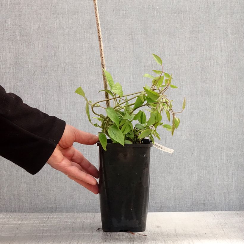 Clematis x integrifolia Saphyra Estrella 1.5L/2L pot sample as delivered in spring