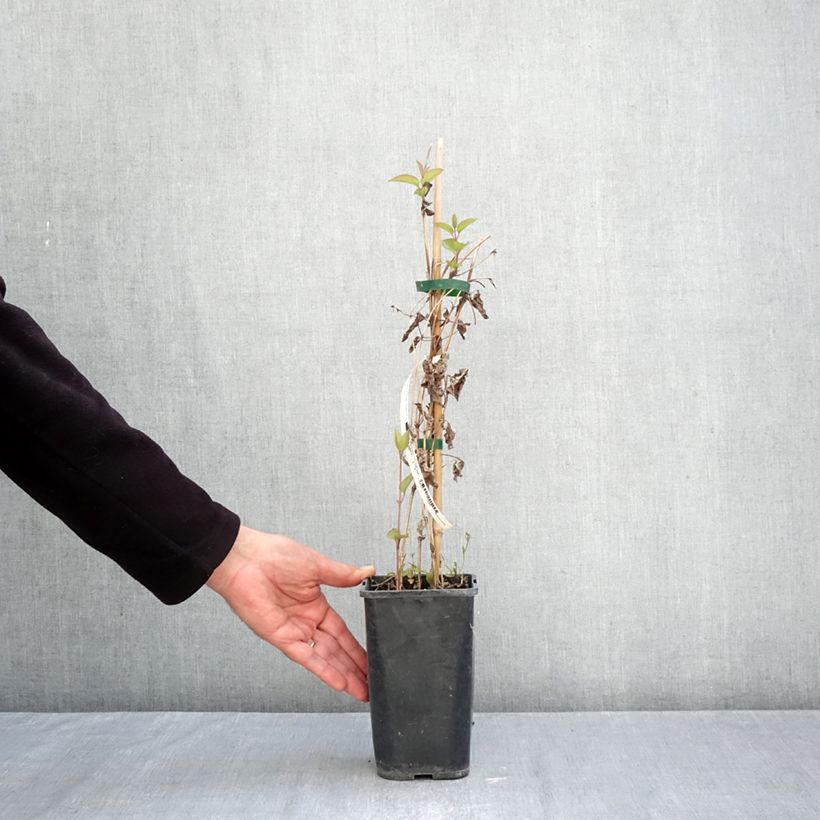 Clematis x integrifolia Saphyra Estrella 1.5L/2L pot sample as delivered in autumn