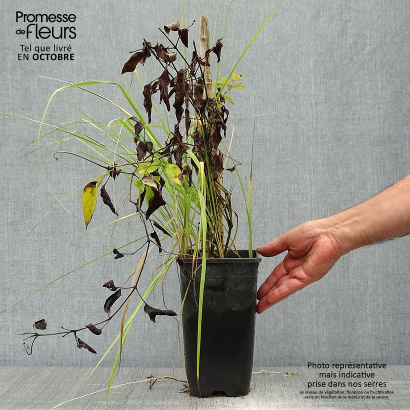 Clematis diversifolia Saphyra 2L/3L pot sample as delivered in autumn