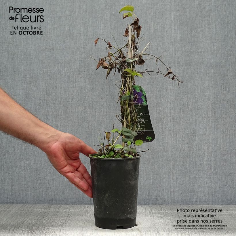 Clematis patens Shin-Shigyoku 2L/3L pot sample as delivered in autumn