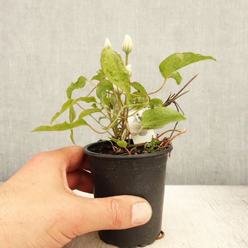 Clematis patens Snow Queen 8/9 cm pot sample as delivered in spring