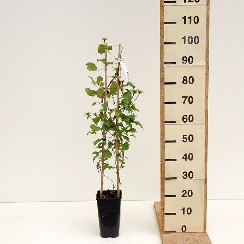 Clematis Solidarnosc 2L/3L pot sample as delivered in spring