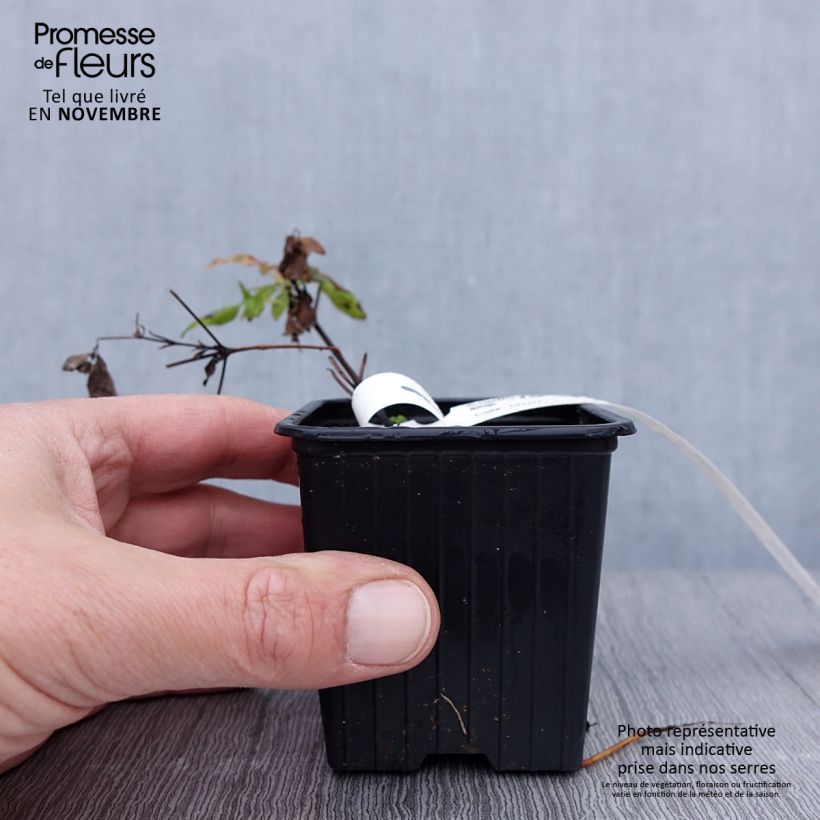 Clematis Sunset 8/9 cm pot sample as delivered in autumn