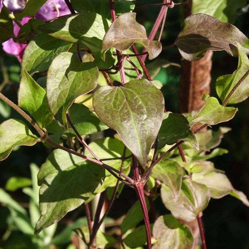 Clematis Super Cute (Foliage)