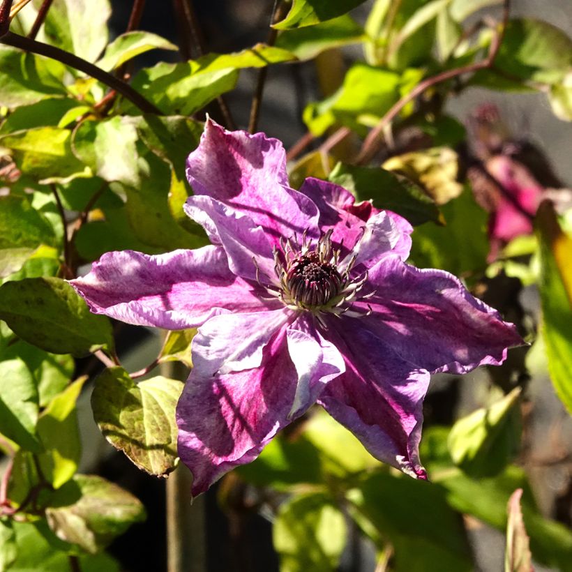 Clematis Super Cute (Flowering)