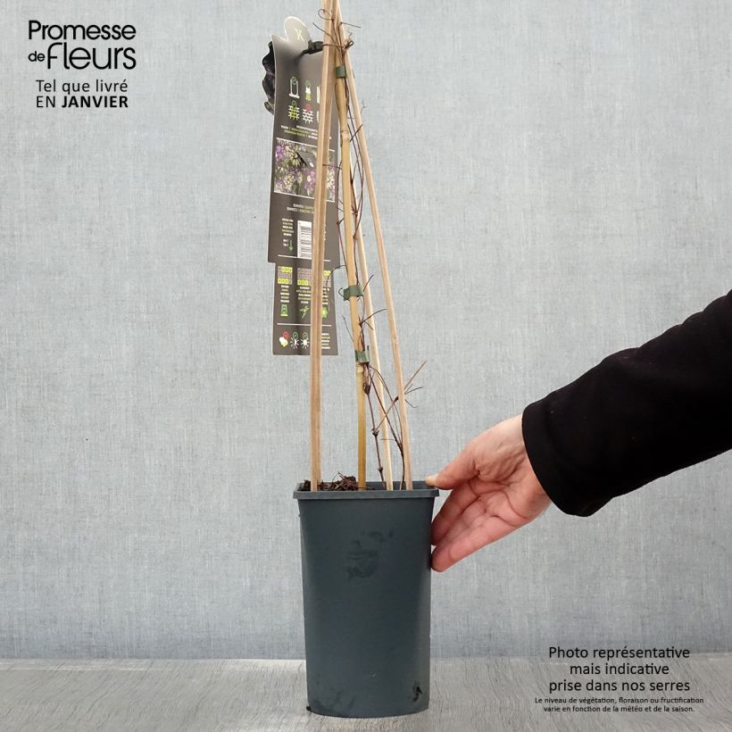 Clematis Taiga 1.5L/2L pot sample as delivered in winter