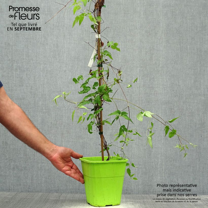 Clematis Taiga 3L/4L pot sample as delivered in autumn