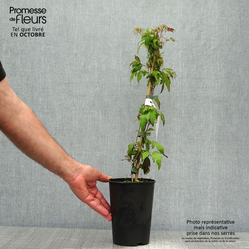 Clematis Grace 2L/3L pot sample as delivered in autumn