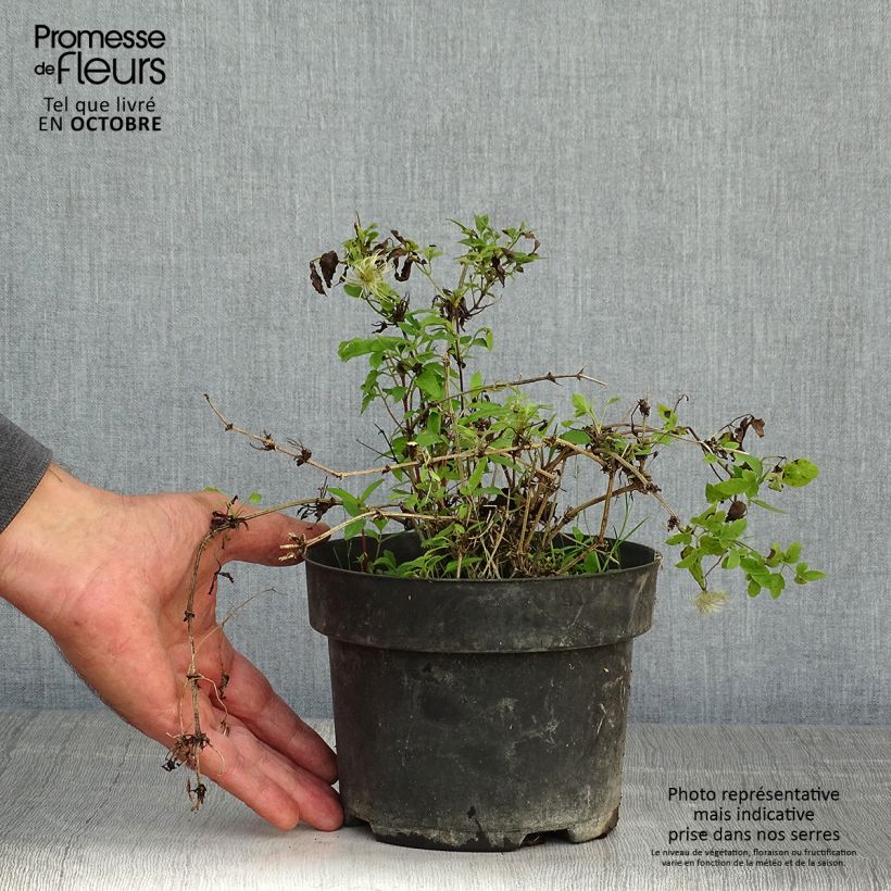 Clematis Little Lemons 2L/3L pot sample as delivered in autumn