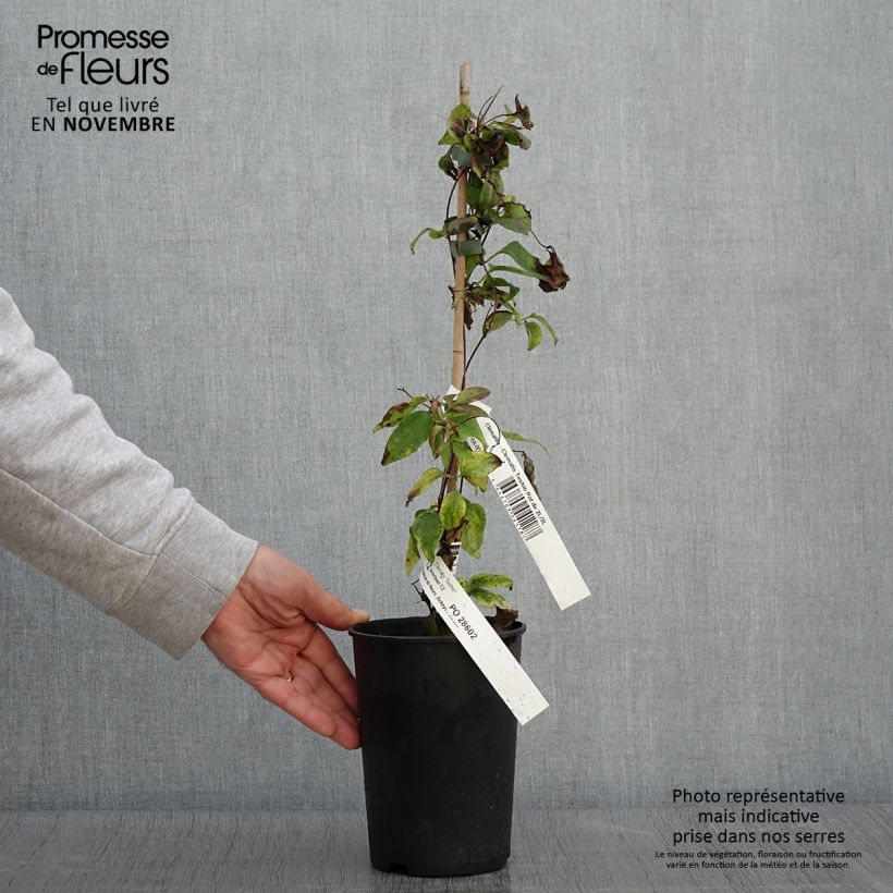 Clematis patens Teshio 2L/3L pot sample as delivered in autumn