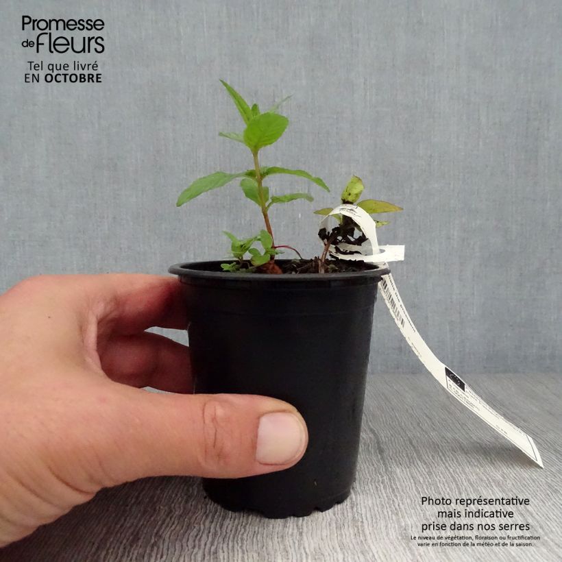 Clematis The President 8/9 cm pot sample as delivered in autumn