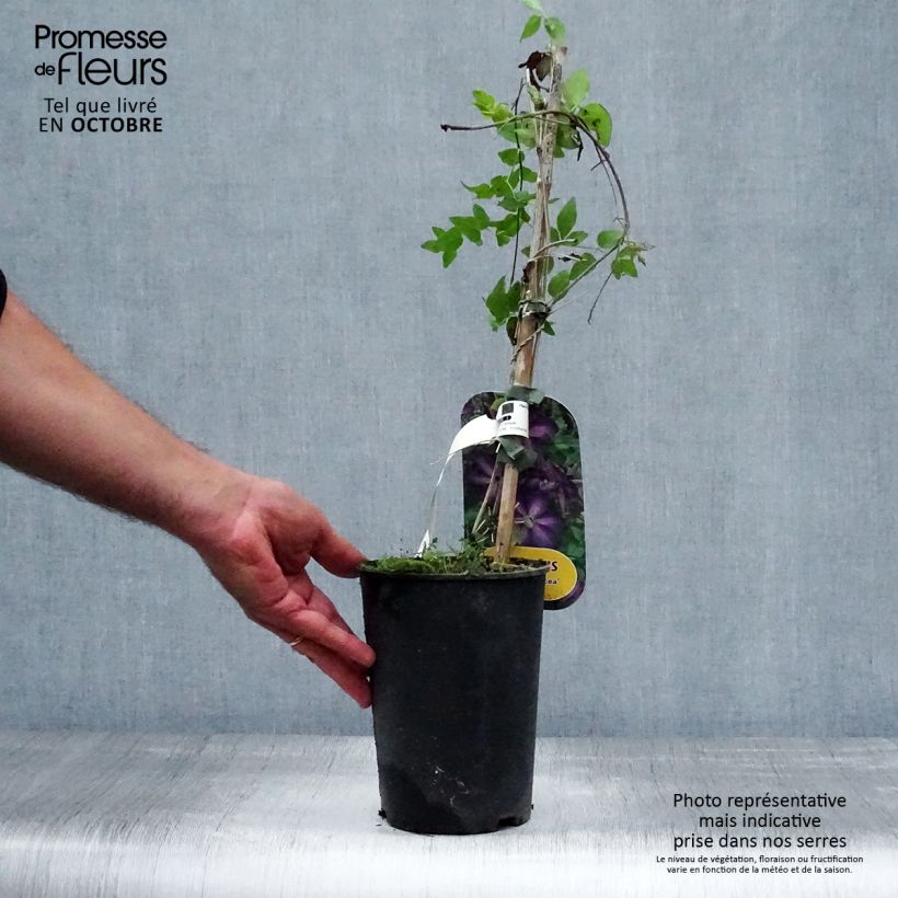 Clematis patens 'The Vagabond' 2L/3L pot sample as delivered in autumn