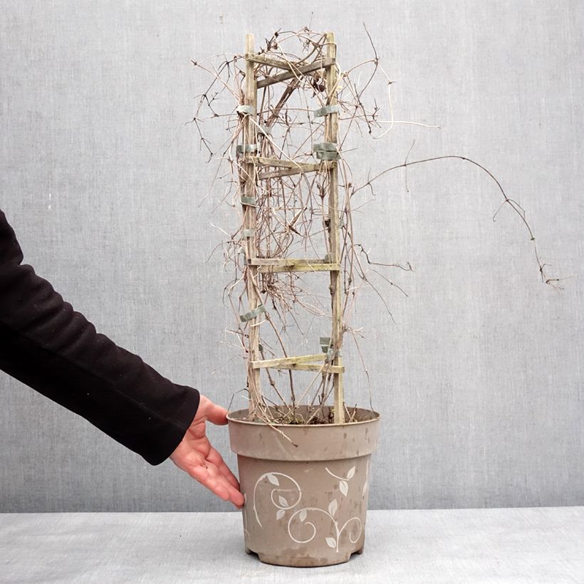 Clematis Three Sisters tricolour mix - Rouge Cardinal, The Vagabond and Snow Queen. 6L/7L pot sample as delivered in winter