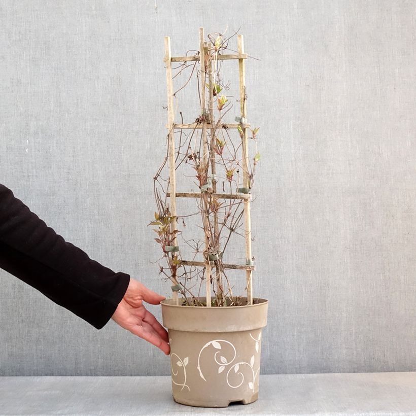 Clematis Three Sisters tricolour mix - Rouge Cardinal, The Vagabond and Snow Queen. 6L/7L pot sample as delivered in spring