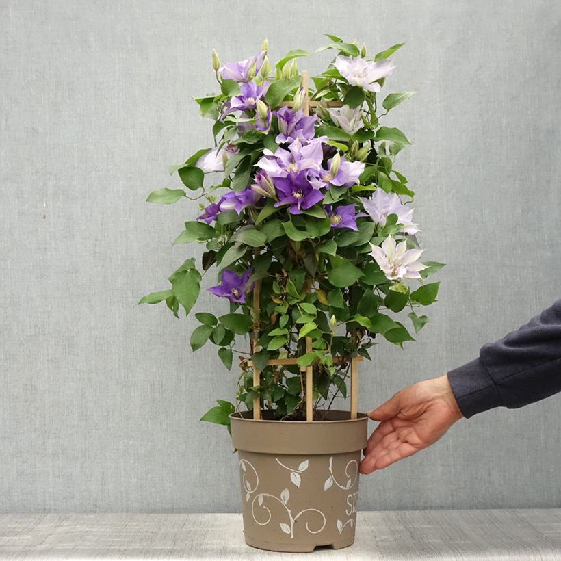 Clematis Three Sisters blue trio- The President, The Vagabond and Multi Blue 6L/7L pot sample as delivered in spring