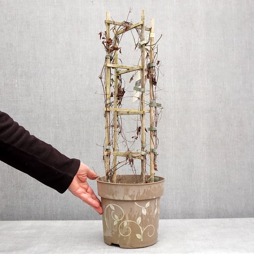 Clematis Three Sisters trio 6L/7L pot sample as delivered in winter