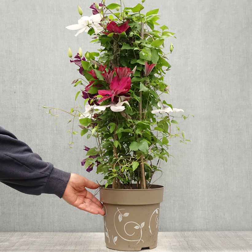 Clematis Red Mix - Rouge Cardinal, Mrs N. Thompson and Doctor Ruppel 6L/7L pot sample as delivered in spring