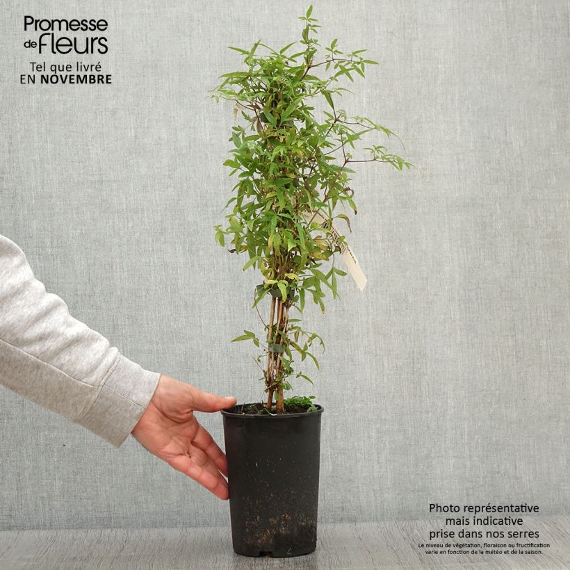 Clematis tibetana Orange Peel 2L/3L pot sample as delivered in autumn