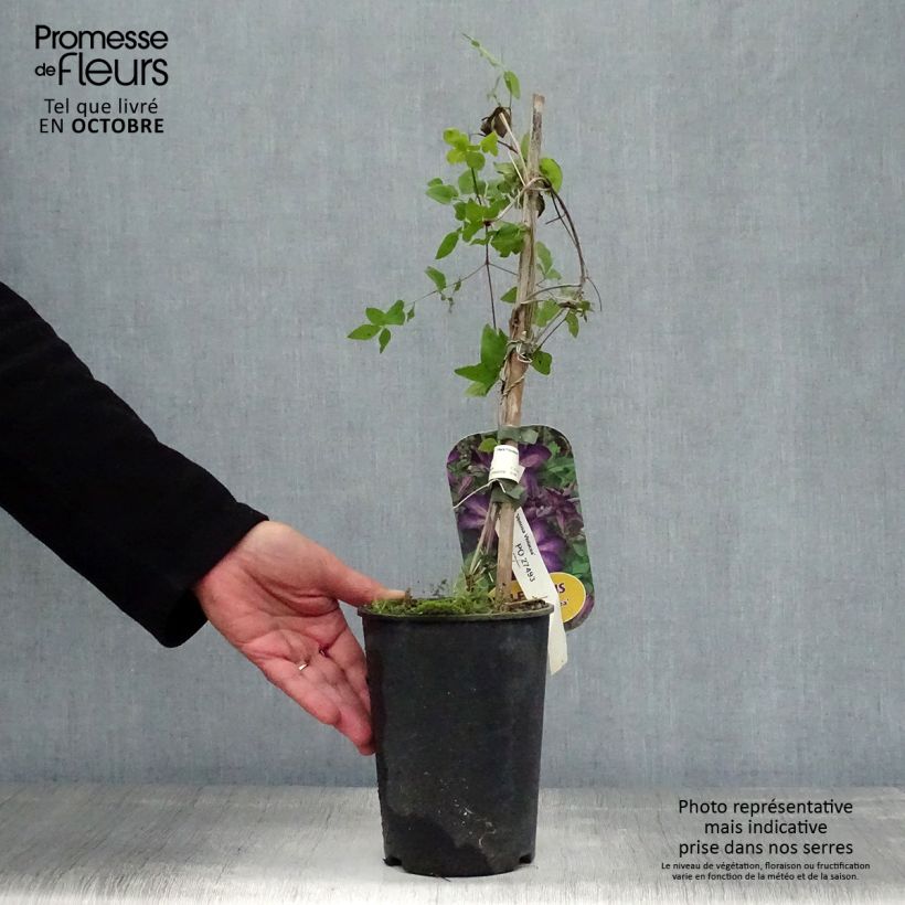 Clematis Venosa Violacea 2L/3L pot sample as delivered in autumn