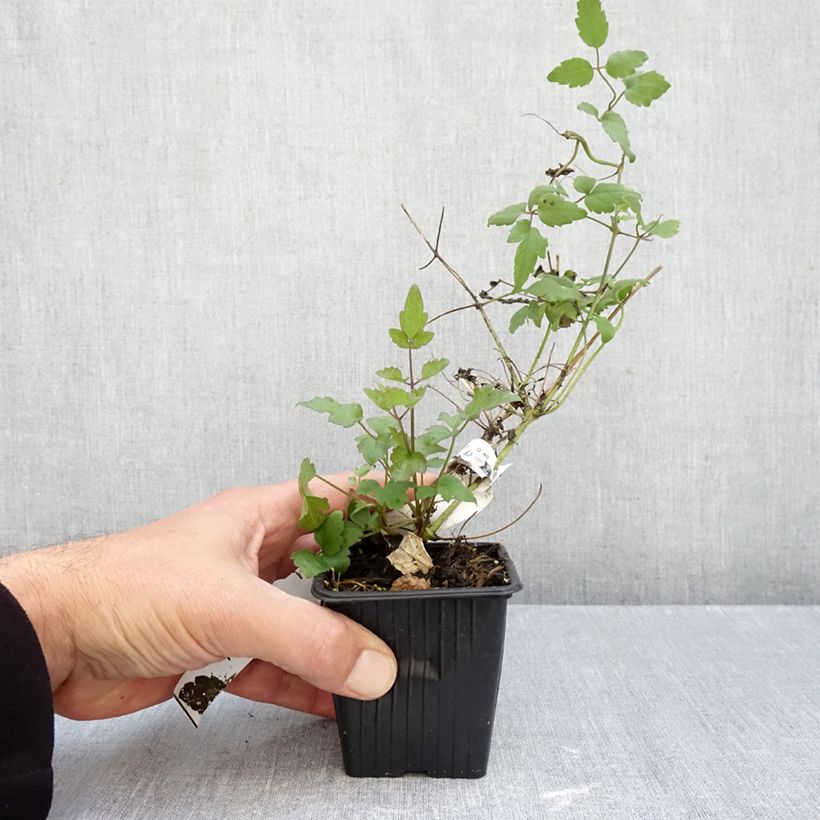 Clematis vitalba - Old Man's Beard 8/9 cm pot sample as delivered in autumn