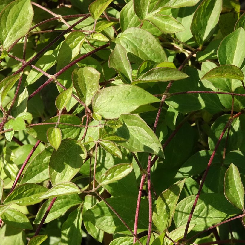 Clematis Aotearoa - Italian Leather Flower (Foliage)