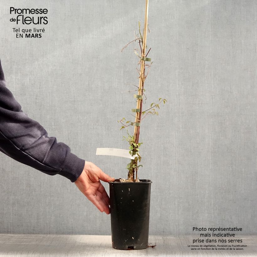 Clematis Aotearoa - Italian Leather Flower 2L/3L pot sample as delivered in spring