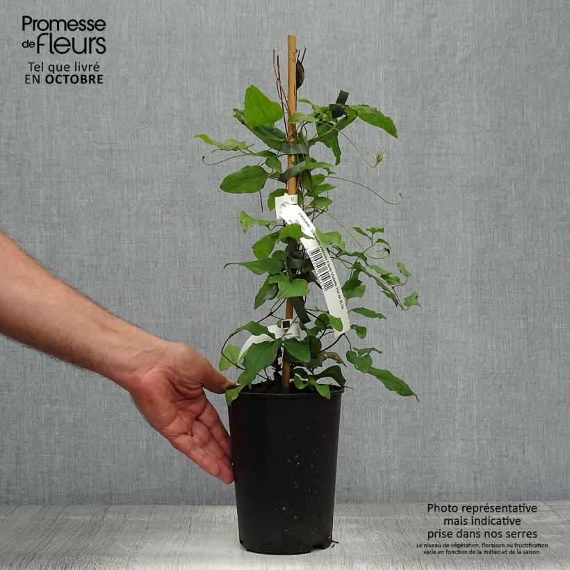 Clematis x viticella 'Etoile Violette' 2L/3L pot sample as delivered in autumn