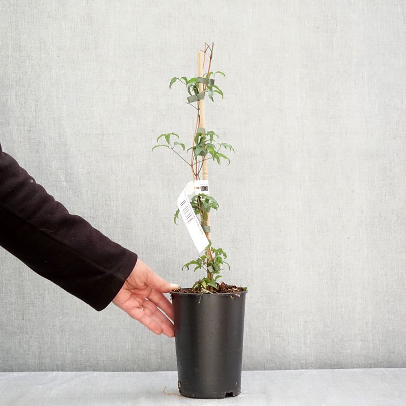 Clematis viticella Glorious Day  1.5L/2L pot sample as delivered in autumn