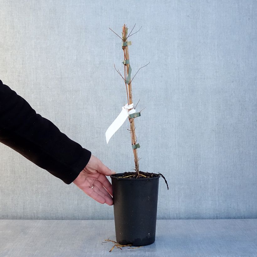 Clematis viticella Glorious Day  1.5L/2L pot sample as delivered in winter